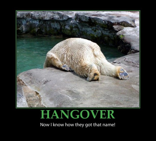 hangover bear